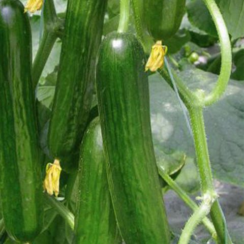 Fruits-Cucumber-Seeds