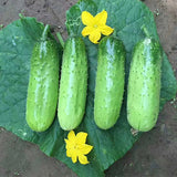 Fruits-Cucumber-Seeds