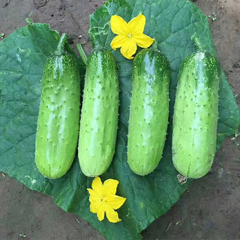 Fruits-Cucumber-Seeds