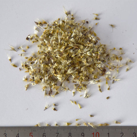 Gaillardia-Pulchella-Gaillardia-Seeds