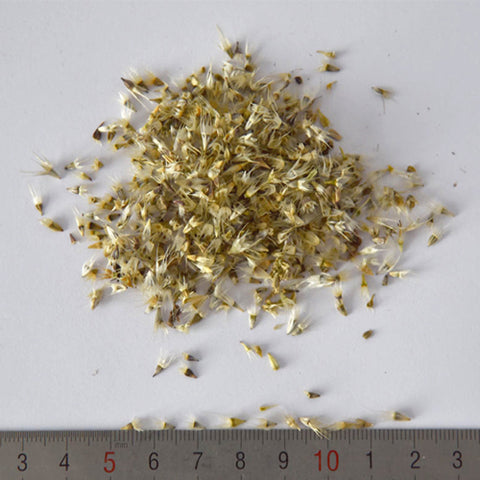 Gaillardia-Pulchella-Gaillardia-Seeds