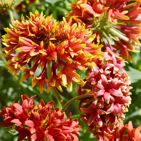 Gaillardia-Pulchella-Gaillardia-Seeds