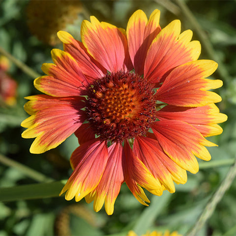 Gaillardia-Pulchella-Gaillardia-Seeds