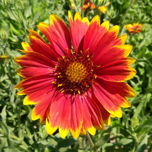 Gaillardia Pulchella & Firewheel Seeds – HeYou Seeds