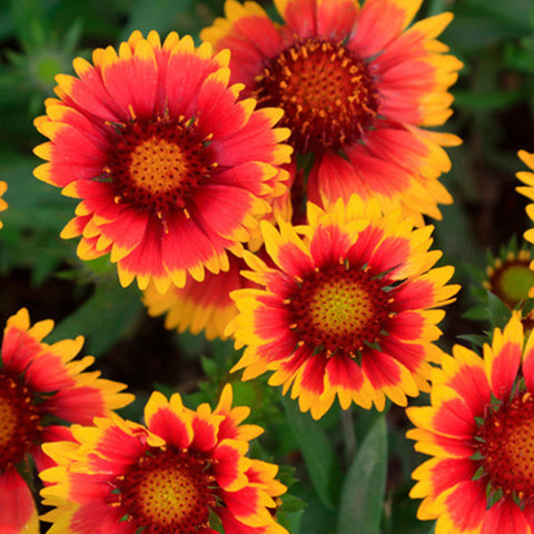 Gaillardia Pulchella Seeds
