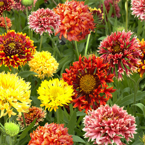 Gaillardia Pulchella Seeds