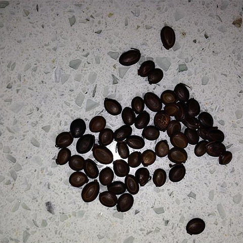 Gardenia-jasminoides-Cape-Jasmine-Seeds