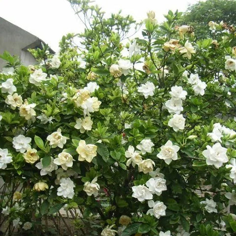 Gardenia-jasminoides-Cape-Jasmine-Seeds