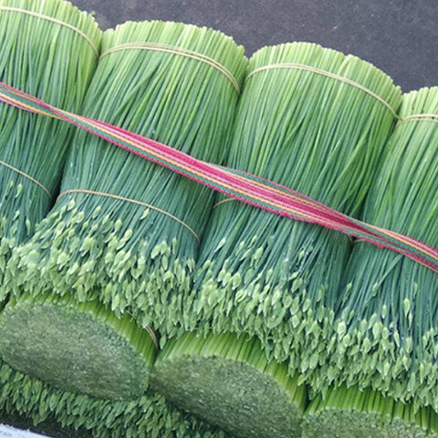 Garlic Sprout Seeds