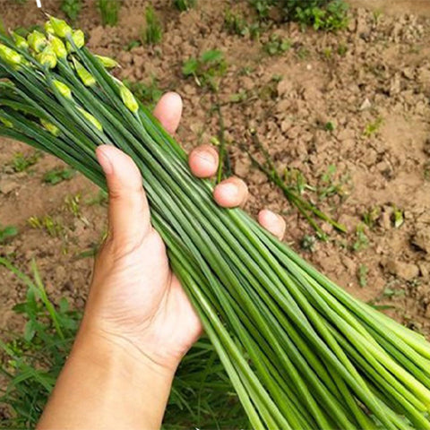 Garlic Sprout Seeds