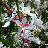 Gaura-Lindheimeri-Gaura-Seeds