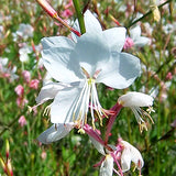 Gaura-Lindheimeri-Gaura-Seeds