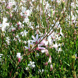 Gaura-Lindheimeri-Gaura-Seeds