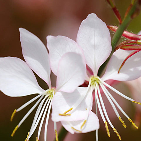 Gaura Lindheimeri & Gaura Seeds