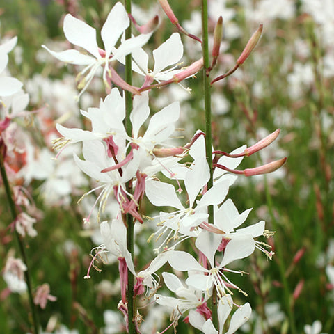 Gaura Lindheimeri & Gaura Seeds
