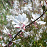 Gaura-Lindheimeri-Gaura-Seeds