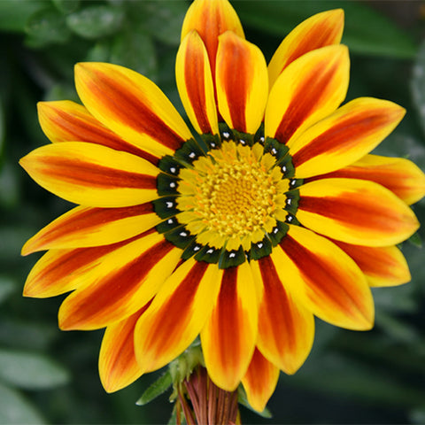 Gazania-Rigens-Treasure-Flower-Seeds