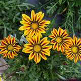 Gazania-Rigens-Treasure-Flower-Seeds