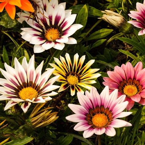 Gazania Rigens & Treasure Flower Seeds