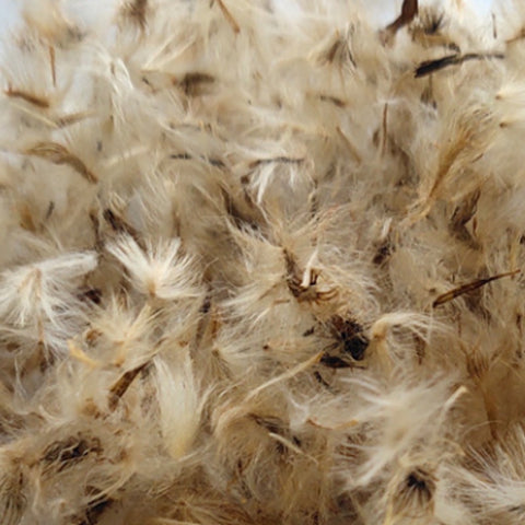 Gazania Rigens & Treasure Flower Seeds