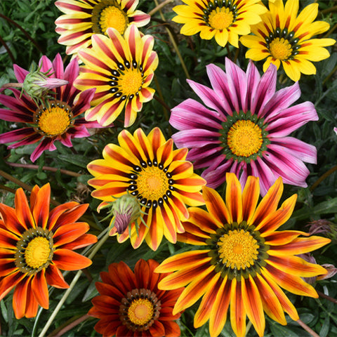 Gazania-Rigens-Treasure-Flower-Seeds