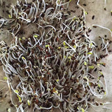 Gentiana macrophylla & Large leaf gentian Seeds