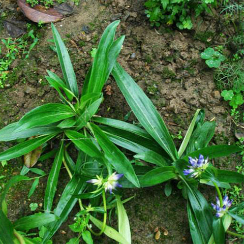 Gentiana macrophylla & Large leaf gentian Seeds
