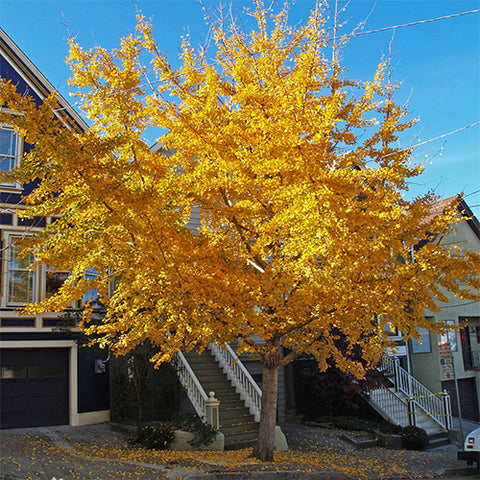 Ginkgo biloba & Ginkgo Seeds