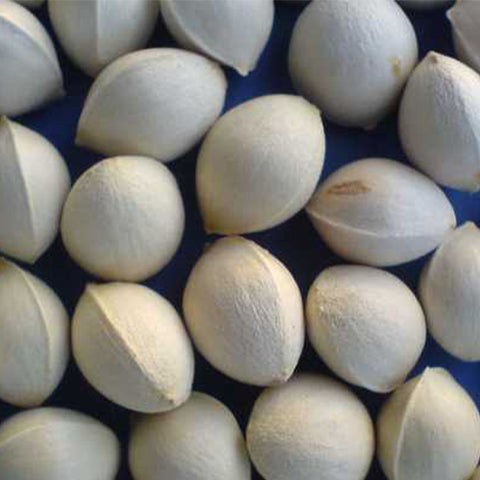 Ginkgo biloba & Ginkgo Seeds