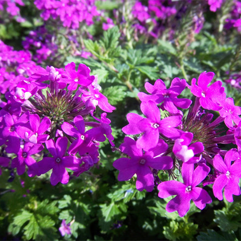 Glandularia-Hybrida-Verbena-Hybrida-Seeds