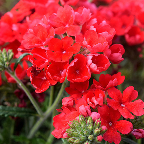 Glandularia-Hybrida-Verbena-Hybrida-Seeds