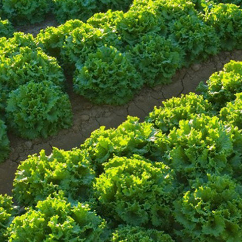 Glass Lettuce Seeds