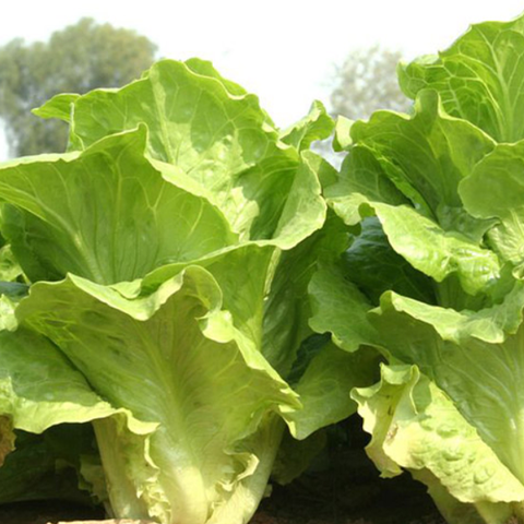 Glass Lettuce Seeds