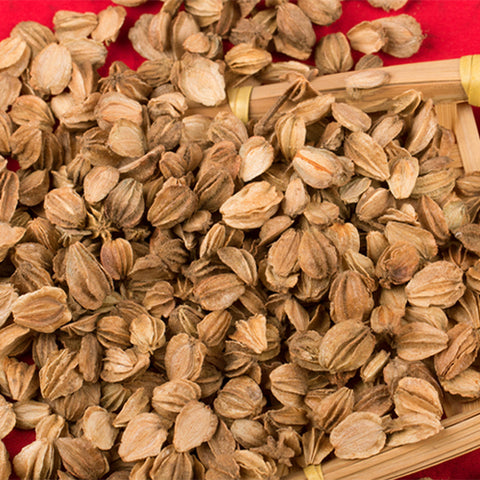 Glehnia-littoralis-Glehniae-Seeds