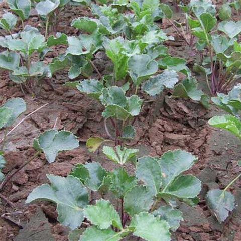 Glehnia-littoralis-Glehniae-Seeds