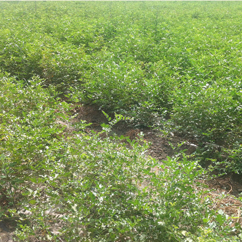 Glycyrrhiza uralensis & Licorice Seeds