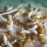 Glycyrrhiza uralensis & Licorice Seeds