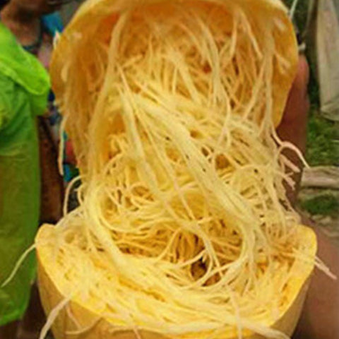 Golden Gourd & Golden Melon Seeds