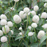 Gomphrena-Globosa-Globe-Amaranth-Seeds