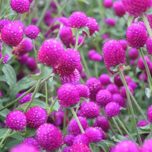 Gomphrena Globosa & Globe Amaranth Seeds – HeYou Seeds