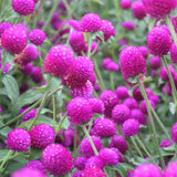 Gomphrena-Globosa-Globe-Amaranth-Seeds