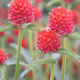 Gomphrena-Globosa-Globe-Amaranth-Seeds