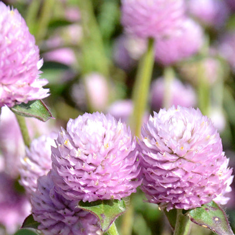 Gomphrena Globosa & Globe Amaranth Seeds