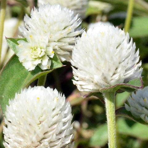 Gomphrena Globosa & Globe Amaranth Seeds