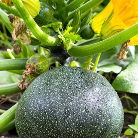 Hybrid F1 Green Bead Round Zucchini Seeds