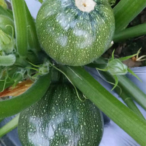 Hybrid F1 Green Bead Round Zucchini Seeds