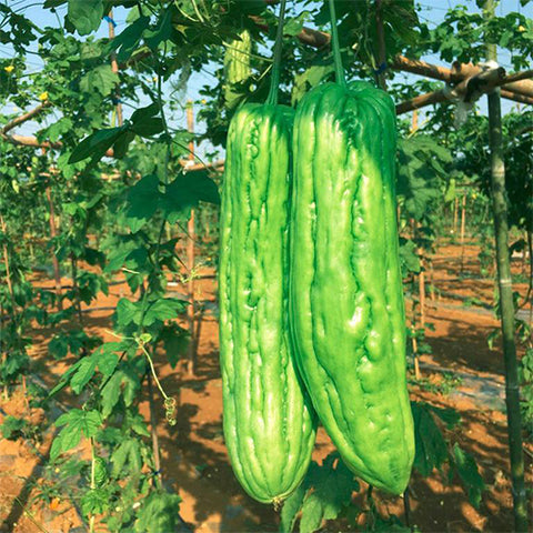 Green Bitter Gourd Seeds