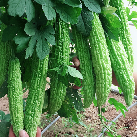 Hybrid F1 Green Bitter Gourd Seeds