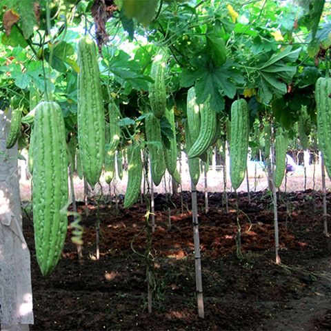 Green Bitter Gourd Seeds