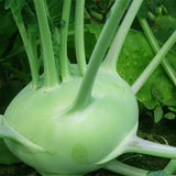 Green Kohlrabi Seeds